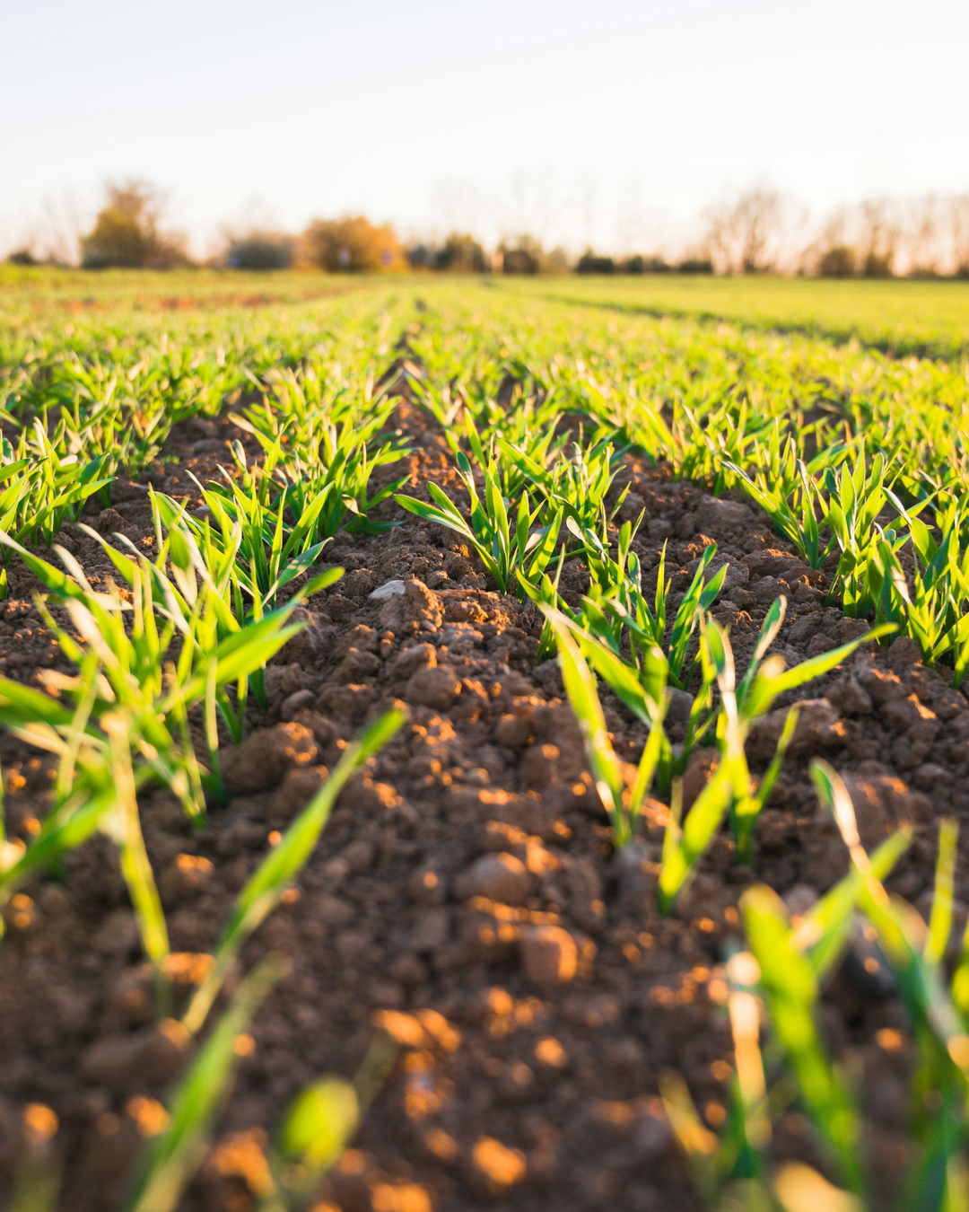 Productions végétales & agriculture de précision
